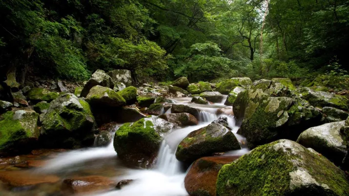 nature, biodiversité, cascade, Chine