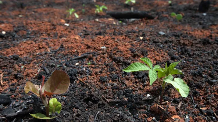 Au Mexique, des plantes qui repoussent après déforestation et dégradation des forêts 